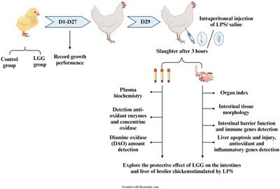 Effect of supplementation with Lactobacillus rhamnosus GG powder on intestinal and liver damage in broiler chickens challenged by lipopolysaccharide